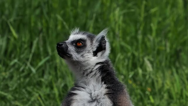 portrait of a lemur on a background of green grass, slow motion