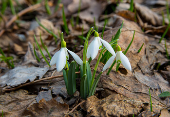 Snowdrop belongs to the first flowers of spring..The picture was taken at the end of the day in a...