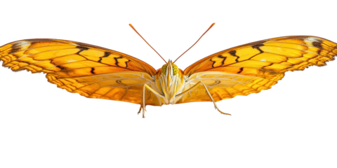 A yellow butterfly with its wings fully extended PNG transparent.