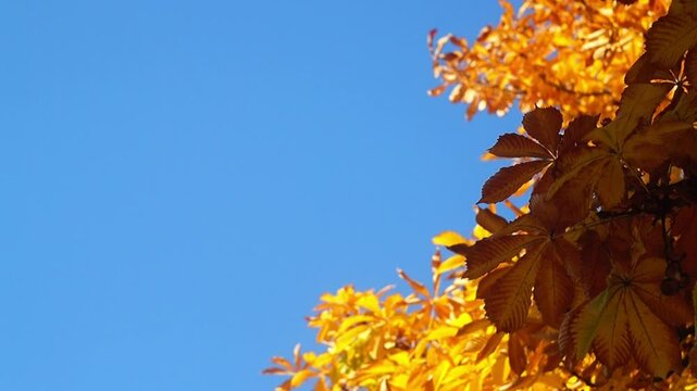 Bright autumn orange large leaves of horse chestnut trees sway in wind on right side on background of clear blue sky with empty copy space. Blank Fill Video, Natural Environment, Beauty in Nature