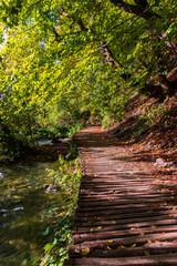 A wooden footbridge winding through a dense forest
