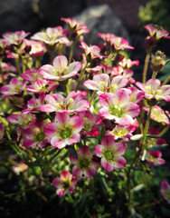 pink flowers in a garden