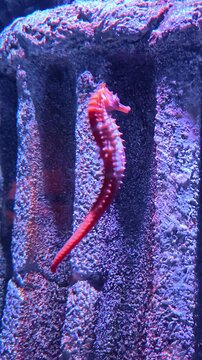 Barbour's seahorse swimming around debris in the water. Seahorse in an aquarium.