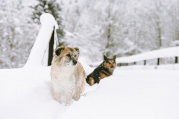 Two joyful dogs explore a snowy landscape at Plaiul Foii, surrounded by tall trees and a serene atmosphere, embodying the magic of winter adventures