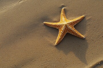 Beautiful starfish resting on sandy beach during low tide under warm sunlight