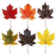 Various colored maple leaves arranged thoughtfully on a clean background showcasing autumn hues and natural beauty, multiple colored maple leaves isolated