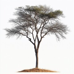 Solitary Tree on a Hill: A Majestic Display of Nature's Simplicity and Beauty with a Canopy of Green Leaves Against a Clear Sky