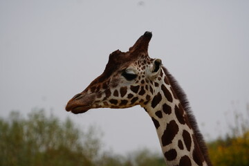 reticulated giraffes