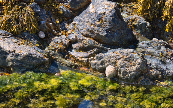 Rocky coast of the Llŷn Peninsula in Wales at low tide.