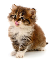 Kitten on white background.