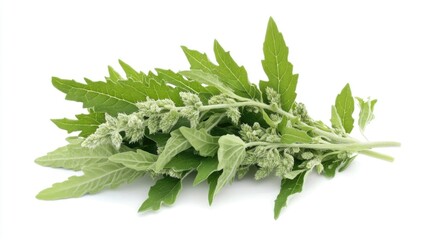 Fresh green herbal plant with leaves and flowering buds on white background with Copy Space