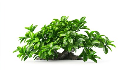 Fototapeta premium Lush Green Artificial Foliage with Vibrant Leaves on White Background