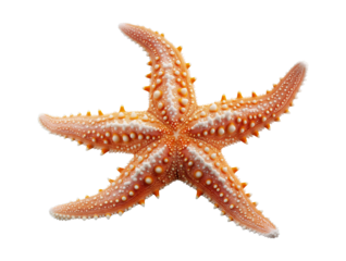 a common starfish sea star, isolated on a transparent background, flat lay cutout