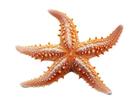a common starfish sea star, isolated on a transparent background, flat lay cutout