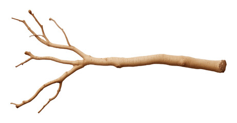 Fototapeta premium A leafless tree branch, isolated against a transparent background