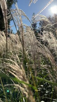 Close-up marram grass swaying in the breeze in the summer sun