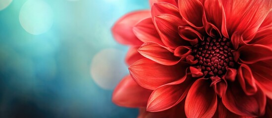 Red flower close-up with blurred bokeh background and copy space for text placement