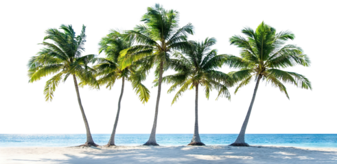 Tropical beach with palm trees and ocean view, isolated on transparent cutout background