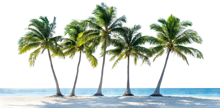 Tropical beach with palm trees and ocean view, isolated on transparent cutout background