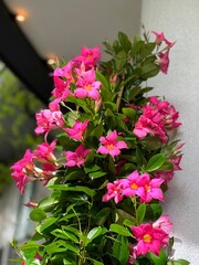 Mandevilla beautiful pink blossom brazilian jasmine.