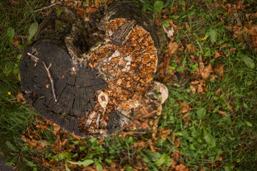 A rotten tree stump in the forest