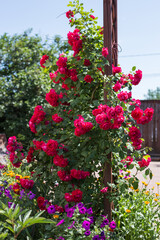 a bush of red climbing roses
