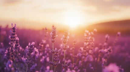 Lavender flowers in a field during sunset with vibrant colors and soft focus providing ample Copy Space for text insertion