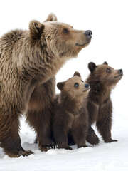 Obraz premium Brown bear mother with two cubs standing in snow, looking attentively upwards, isolated on a white background, symbolizing wildlife family bonds