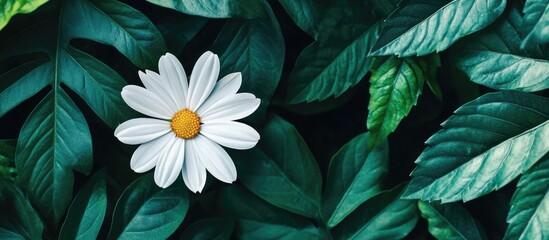 White daisy flower on green leaves background with Copy Space for text placement