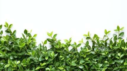 Fresh green leaves border on white background with copy space for text or graphics. High-quality natural foliage detail.