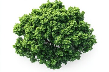 Fototapeta premium Lush green tree canopy showcasing vibrant foliage viewed from above in a bright setting