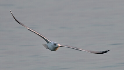 Mewa w locie © Grzegorz