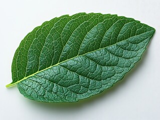Obraz premium A close-up of a vibrant green leaf showcasing its intricate texture.