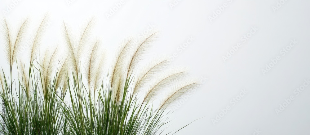 Poster minimalist interior with elegantly arranged couch grass and blank space for text in a calming and ti