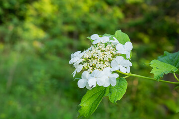 White flowers of blooming Viburnum shrub on green background. Viburnum opulus, Guelder rose.Selective focus, closeup. Nature concept for green design.