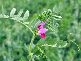Vetch sowing (Vicia sativa) grows in the field