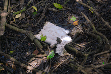 Young Cattle Egret Falls from Nest and Dies of Starvation in Mangrove Forest