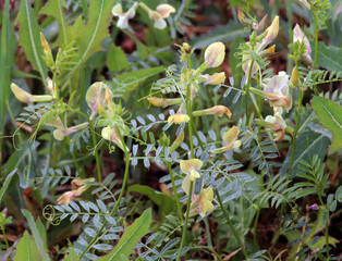 Hybrid vetch (Vicia hybrida) blooms in nature