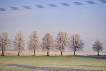 Fototapeta premium Sunny cold winter day in Lithuania with crispy frozen trees