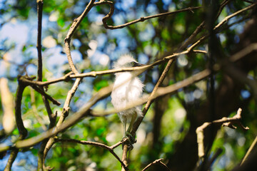 Young Cattle Egret Falls from Nest and Injures Head, Perched on Mangrove Branch
