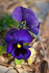 紫のパンジー