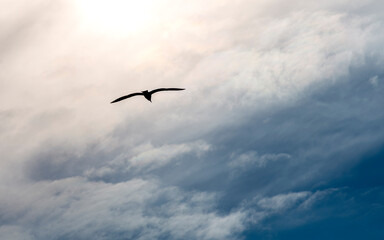 seagull in flight in the sunset
