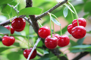 Cherry fruits ripen on a tree branch