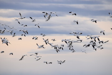 Snow Geese