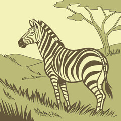 zebra in the grass