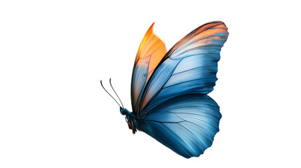 butterfly on white background