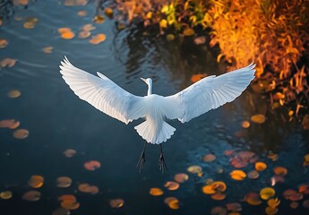 Obraz premium A beautiful white crane is flying in the air, with its wings spread out and body sideways.