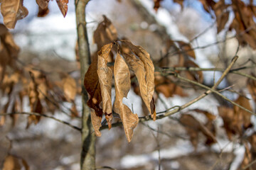Dormant Leaves in Winter
