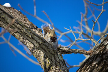 Eastern Gray Squirrel (Sciurus carolinensis) in Winter