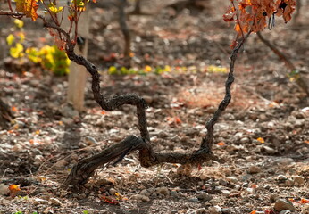 Russia, Republic of Crimea.  A bizarrely shaped vine on endless fields near the town of Sudak.